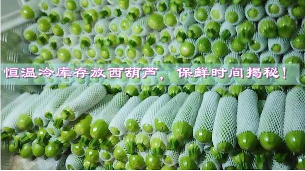 恒溫冷庫存放西葫蘆，保鮮時(shí)間揭秘!