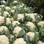 花菜冷庫(kù)設(shè)計(jì)安裝費(fèi)用大概需要多少錢？