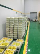 山東3000噸水果保鮮庫安裝造價預(yù)算多少？