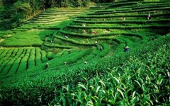 上海建1000㎡茶葉冷庫（冷藏、冷凍庫倉庫）安裝預(yù)算多少錢