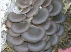冷庫可用于蘑菇、金針菇等食用菌的種植啦